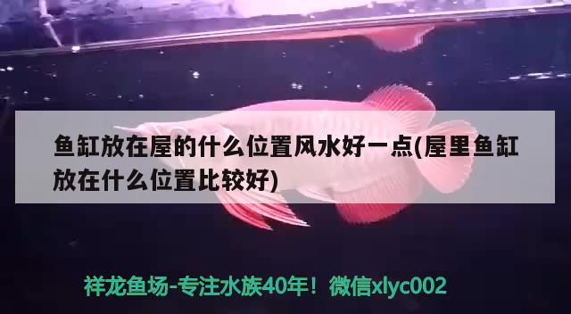 魚缸放在屋的什么位置風(fēng)水好一點(diǎn)(屋里魚缸放在什么位置比較好) 魚缸風(fēng)水 第2張