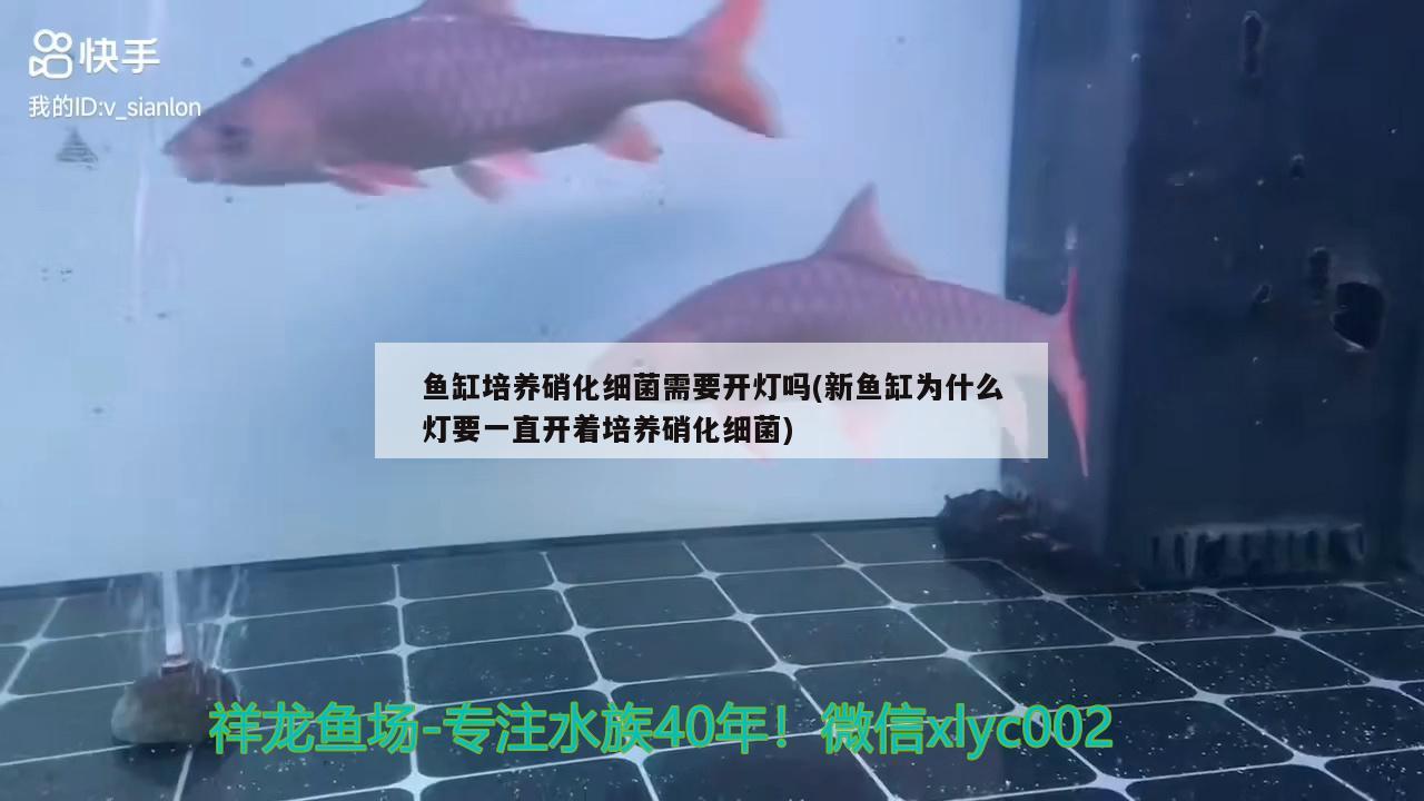 魚缸培養(yǎng)硝化細(xì)菌需要開燈嗎(新魚缸為什么燈要一直開著培養(yǎng)硝化細(xì)菌) 硝化細(xì)菌