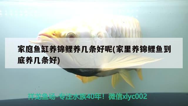 家庭魚缸養(yǎng)錦鯉養(yǎng)幾條好呢(家里養(yǎng)錦鯉魚到底養(yǎng)幾條好) 巴卡雷龍魚