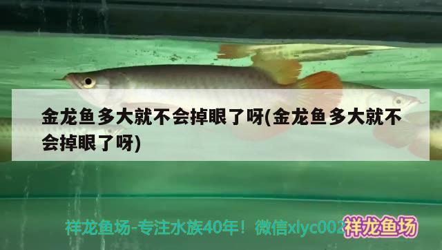 金龍魚多大就不會掉眼了呀(金龍魚多大就不會掉眼了呀) 觀賞魚魚苗