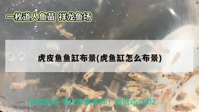 20220919 羽毛刀魚苗 第2張