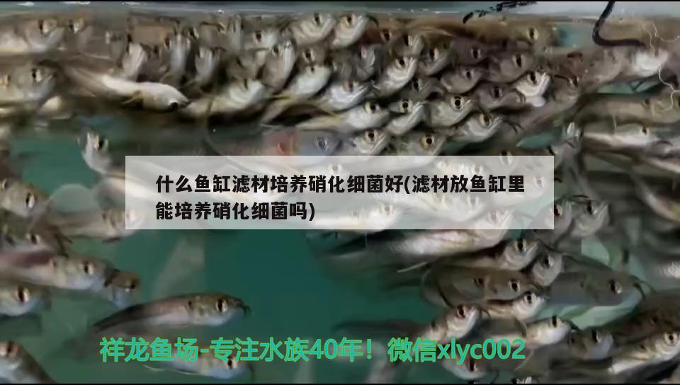 什么魚(yú)缸濾材培養(yǎng)硝化細(xì)菌好(濾材放魚(yú)缸里能培養(yǎng)硝化細(xì)菌嗎)