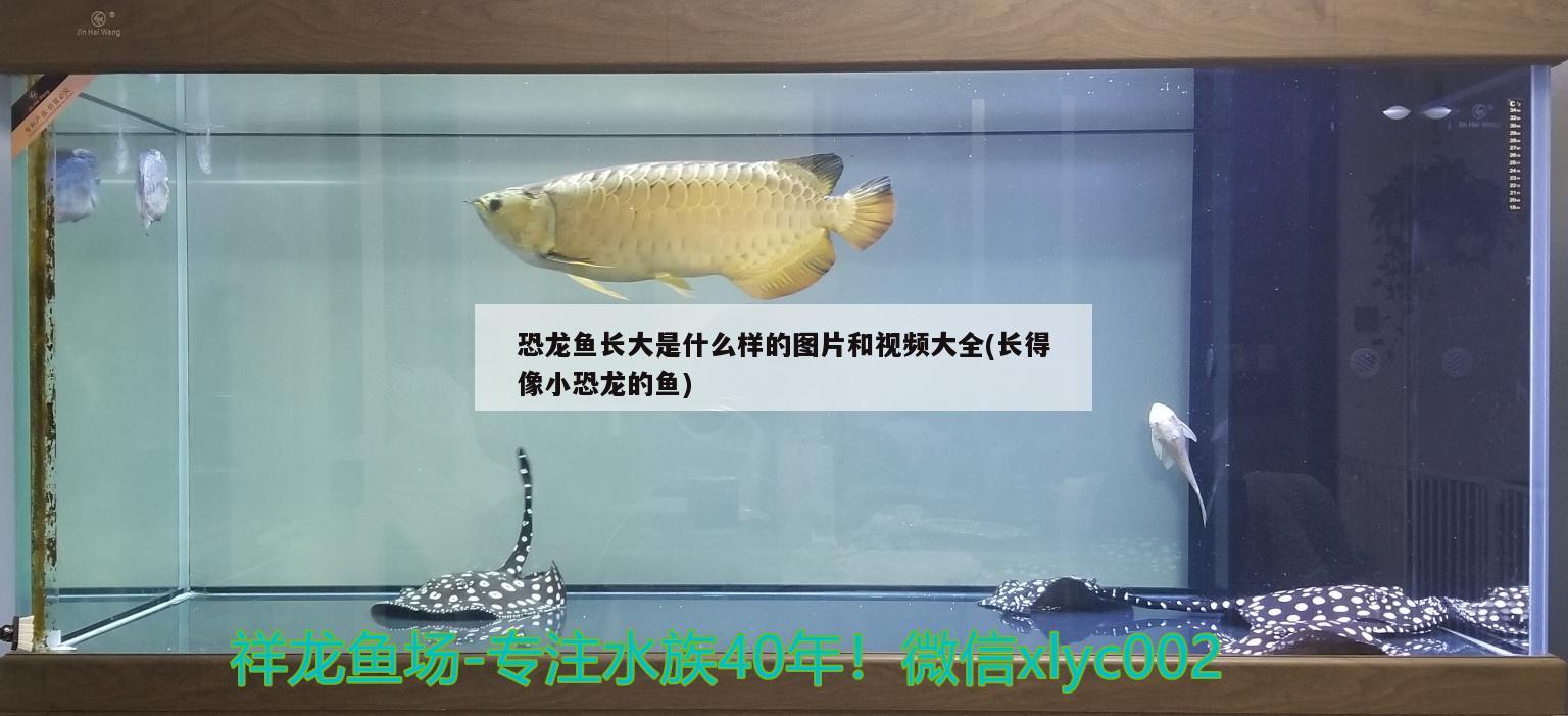 恐龍魚長大是什么樣的圖片和視頻大全(長得像小恐龍的魚)