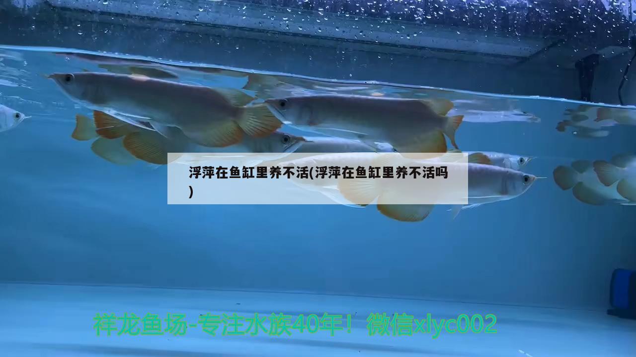 吉林魚缸制作公司排名前十名有哪些：吉林魚缸制作公司排名前十名有哪些廠家 養(yǎng)魚的好處 第1張