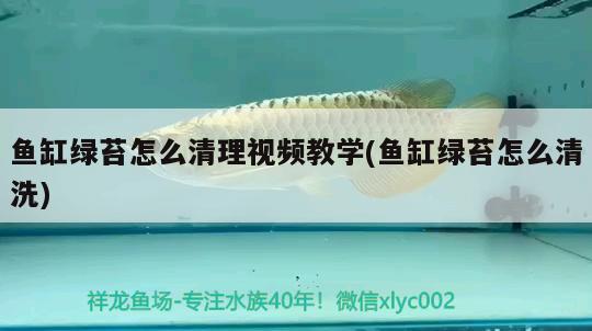 魚(yú)缸綠苔怎么清理視頻教學(xué)(魚(yú)缸綠苔怎么清洗) 南美異型魚(yú)