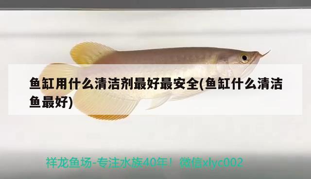 魚缸用什么清潔劑最好最安全(魚缸什么清潔魚最好) 銀龍魚百科