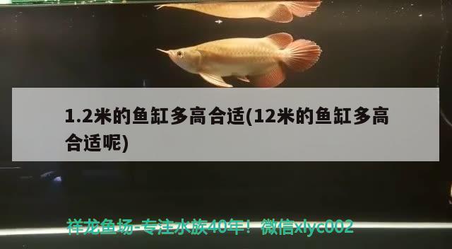 1.2米的魚缸多高合適(12米的魚缸多高合適呢) 魚缸/水族箱