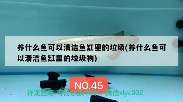 養(yǎng)什么魚可以清潔魚缸里的垃圾(養(yǎng)什么魚可以清潔魚缸里的垃圾物) 廣州水族批發(fā)市場