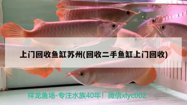 定西觀賞魚(yú)市場(chǎng)小赤佬最后還騙不你了 觀賞魚(yú)市場(chǎng)（混養(yǎng)魚(yú)） 第3張