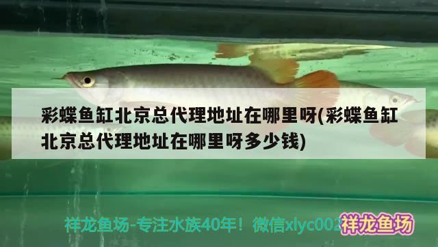 彩蝶魚缸北京總代理地址在哪里呀(彩蝶魚缸北京總代理地址在哪里呀多少錢)