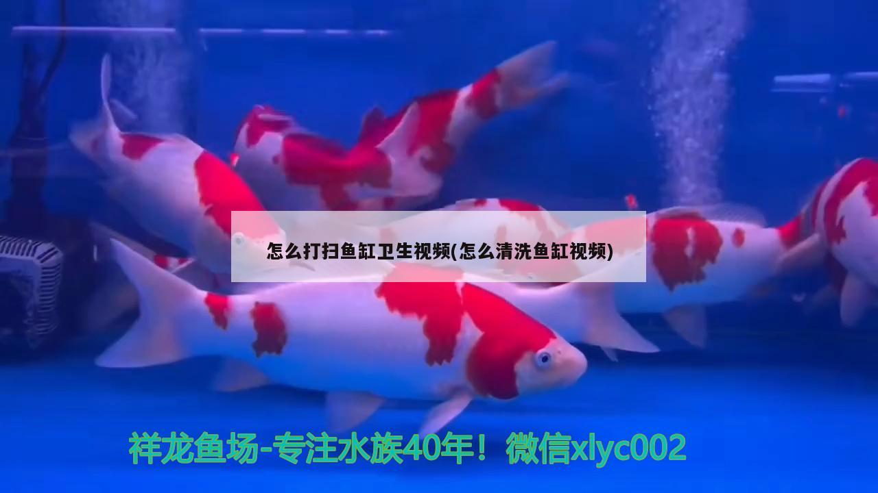 怎么打掃魚缸衛(wèi)生視頻(怎么清洗魚缸視頻)