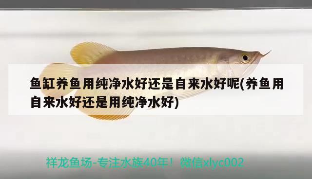 龍魚(yú)的養(yǎng)殖要求(龍魚(yú)的養(yǎng)殖要求和條件) 電鰻 第1張