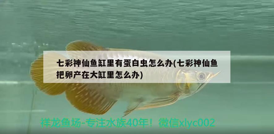 批發(fā)觀賞魚的網(wǎng)站哪個好一點(diǎn)（批發(fā)觀賞魚的網(wǎng)站哪個好一點(diǎn)呢） 祥禾Super Red紅龍魚