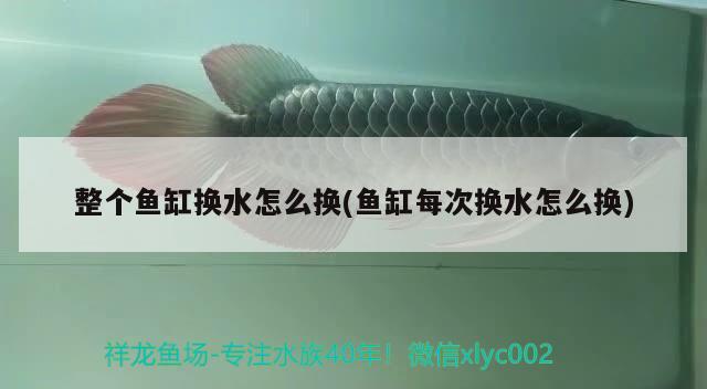 整個魚缸換水怎么換(魚缸每次換水怎么換) 魚缸水質(zhì)穩(wěn)定劑 第3張