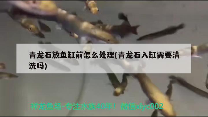 青龍石放魚缸前怎么處理(青龍石入缸需要清洗嗎) 斑馬狗頭魚 第1張