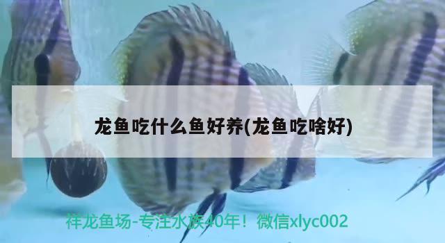 晚安啦 水族世界 第2張