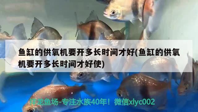 羅漢屬于什么層魚，羅漢魚的品種 羅漢魚 第3張