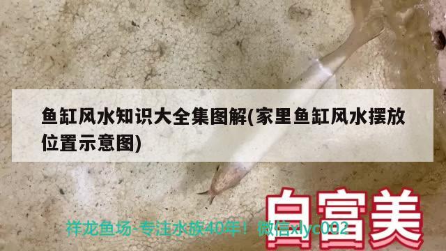 求解常見(jiàn)的風(fēng)水魚(yú)有哪些，紅鸚鵡魚(yú)的品種