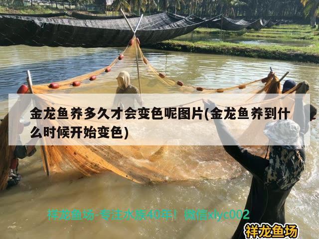 金龍魚養(yǎng)多久才會(huì)變色呢圖片(金龍魚養(yǎng)到什么時(shí)候開(kāi)始變色) 細(xì)線銀版魚