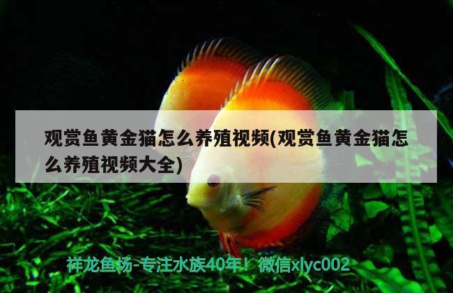 觀賞魚黃金貓怎么養(yǎng)殖視頻(觀賞魚黃金貓怎么養(yǎng)殖視頻大全) 黃金貓魚百科