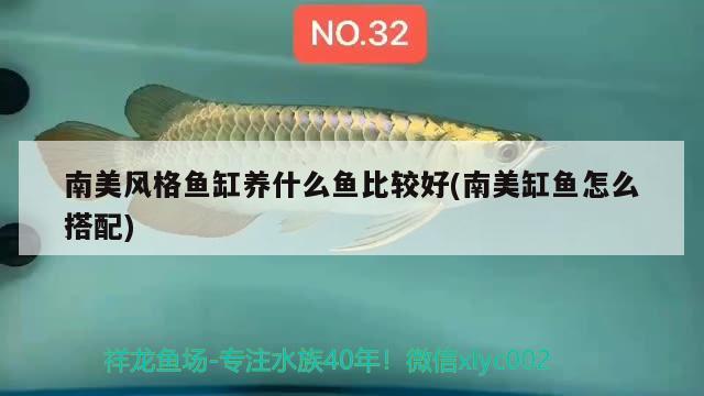 南美風(fēng)格魚缸養(yǎng)什么魚比較好(南美缸魚怎么搭配)