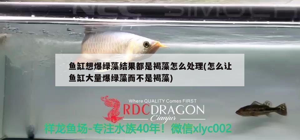 魚缸想爆綠藻結(jié)果都是褐藻怎么處理(怎么讓魚缸大量爆綠藻而不是褐藻) 委內(nèi)瑞拉奧里諾三間魚