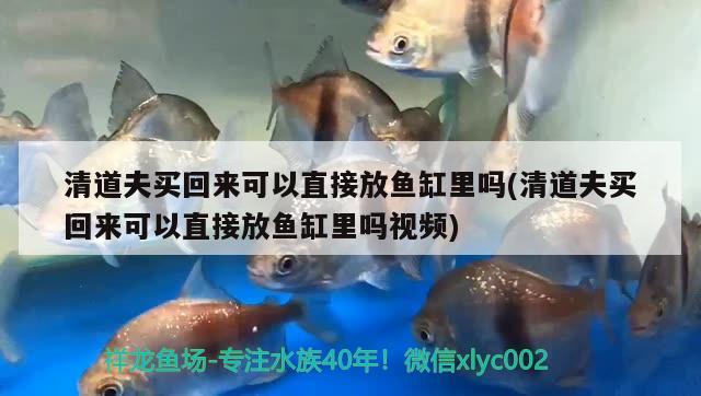 清道夫買回來可以直接放魚缸里嗎(清道夫買回來可以直接放魚缸里嗎視頻) 熱帶魚魚苗批發(fā)