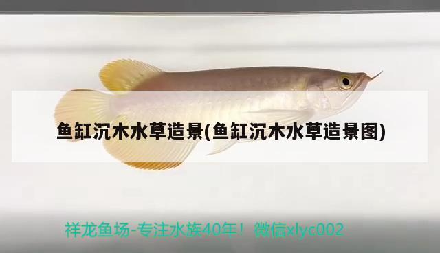 遵義觀賞魚:赤水河魚種類