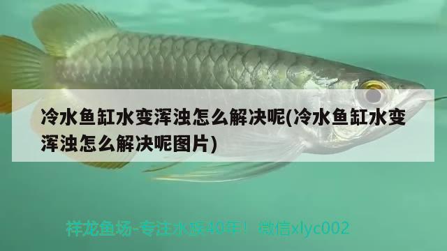 冷水魚缸水變渾濁怎么解決呢(冷水魚缸水變渾濁怎么解決呢圖片)