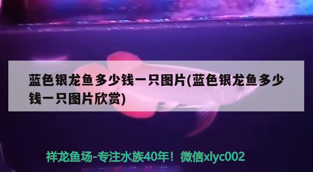 藍(lán)色銀龍魚多少錢一只圖片(藍(lán)色銀龍魚多少錢一只圖片欣賞)