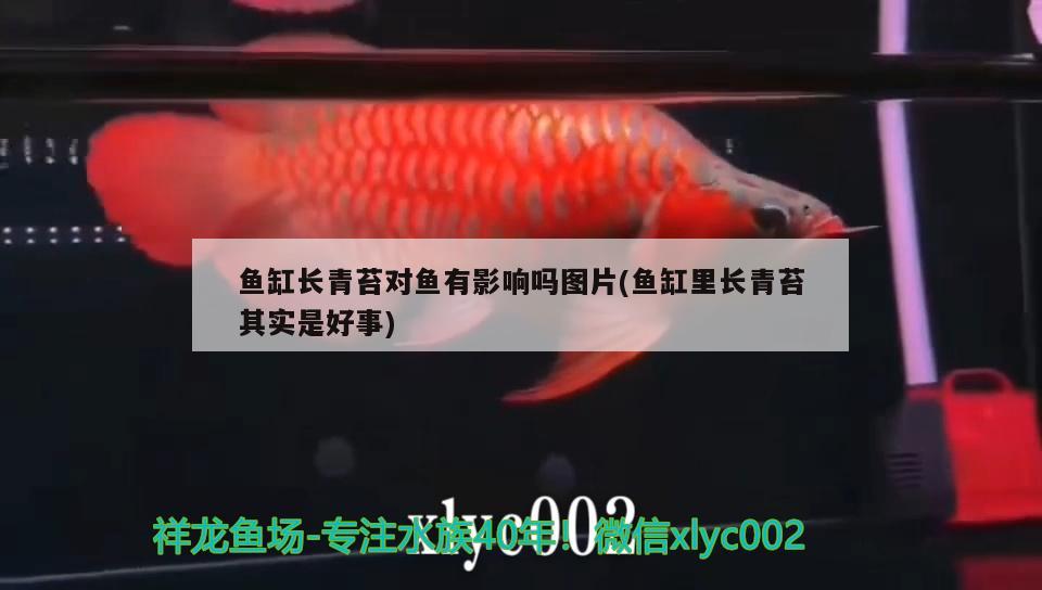 魚缸長青苔對魚有影響嗎圖片(魚缸里長青苔其實是好事)