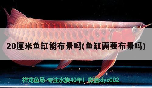 20厘米魚缸能布景嗎(魚缸需要布景嗎)