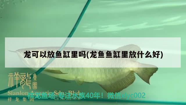 龍可以放魚缸里嗎(龍魚魚缸里放什么好) 赤荔鳳冠魚