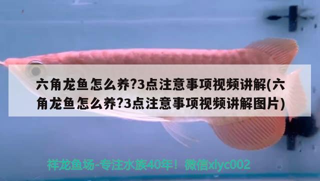 六角龍魚怎么養(yǎng)?3點注意事項視頻講解(六角龍魚怎么養(yǎng)?3點注意事項視頻講解圖片) 過濾設(shè)備