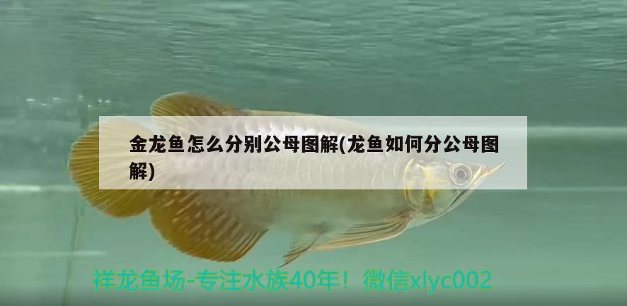 金龍魚怎么分別公母圖解(龍魚如何分公母圖解)