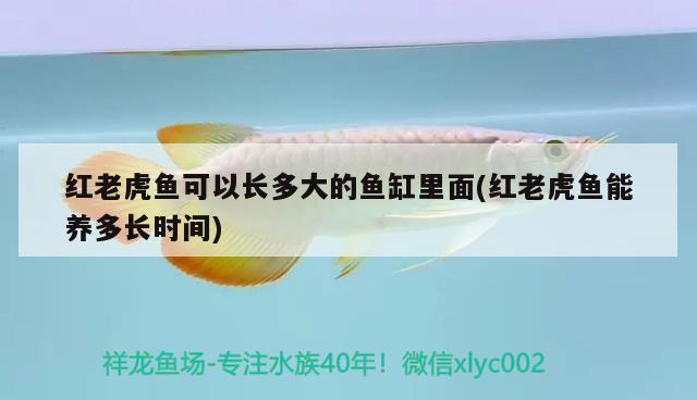 魚缸旁邊能放招財(cái)貓嘛(魚缸上面擺個(gè)招財(cái)貓?jiān)趺礃?