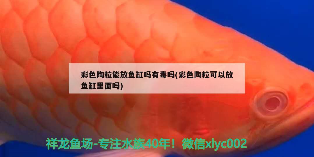 陽信賣魚缸的地方在哪兒？，陽信賣魚缸的地方在哪兒呀多少錢