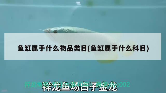 吉安龍魚(yú)(吉安哪里有魚(yú)批發(fā))