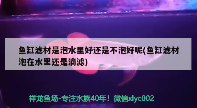 紅龍金龍魚價(jià)格表和圖片（紅金龍魚價(jià)格258萬）