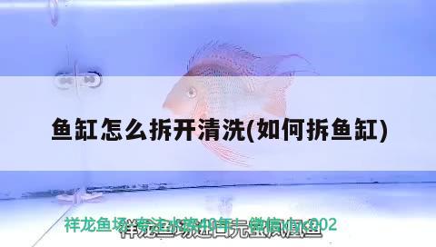 魚缸怎么拆開清洗(如何拆魚缸) 大湖紅龍魚