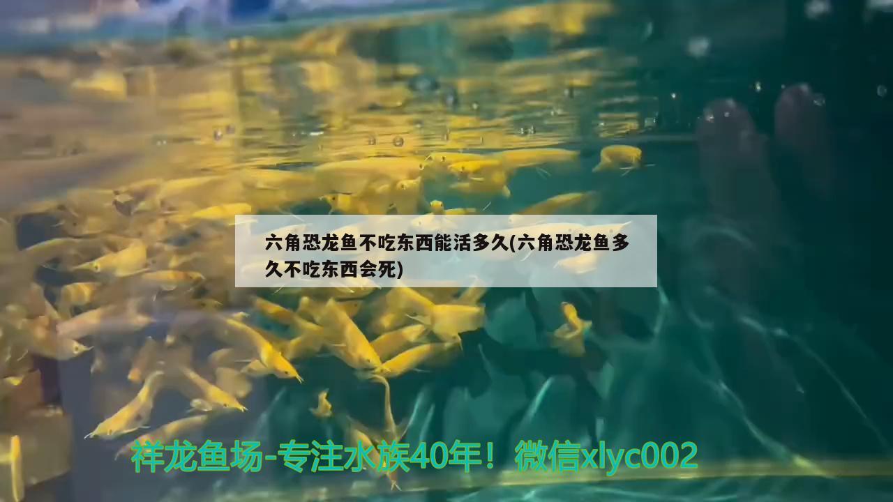 六角恐龍魚不吃東西能活多久(六角恐龍魚多久不吃東西會(huì)死) 福魟魟魚