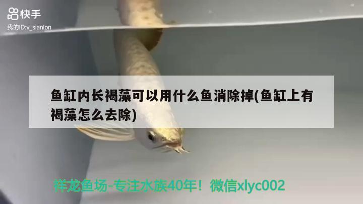 魚(yú)缸內(nèi)長(zhǎng)褐藻可以用什么魚(yú)消除掉(魚(yú)缸上有褐藻怎么去除)