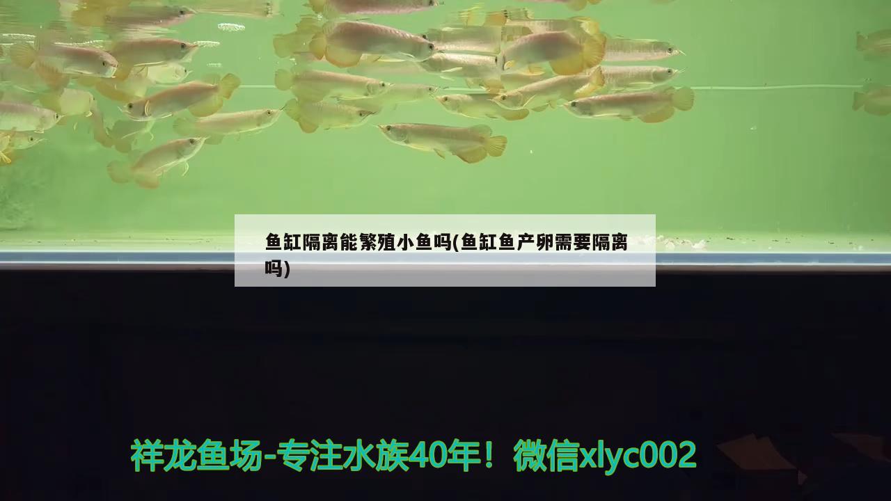 魚缸隔離能繁殖小魚嗎(魚缸魚產(chǎn)卵需要隔離嗎) 虎斑恐龍魚