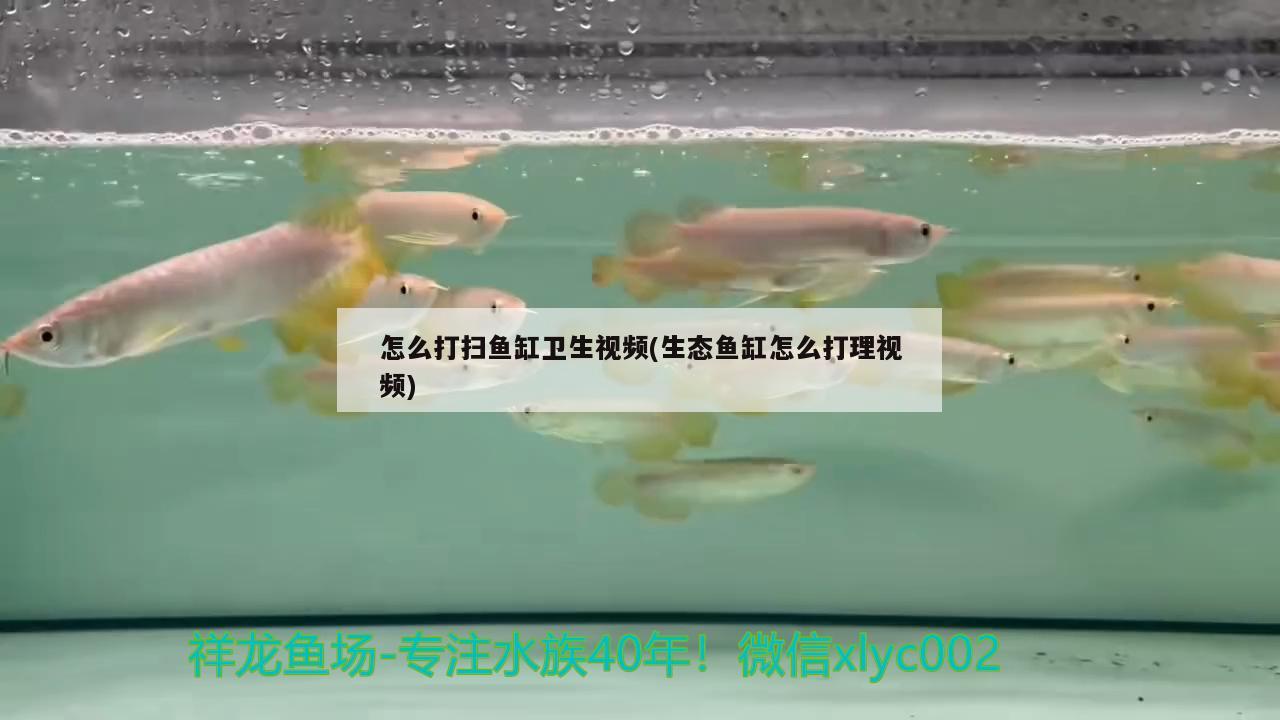 怎么打掃魚缸衛(wèi)生視頻(生態(tài)魚缸怎么打理視頻)