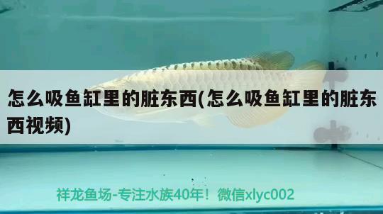 怎么吸魚缸里的臟東西(怎么吸魚缸里的臟東西視頻) 觀賞魚水族批發(fā)市場