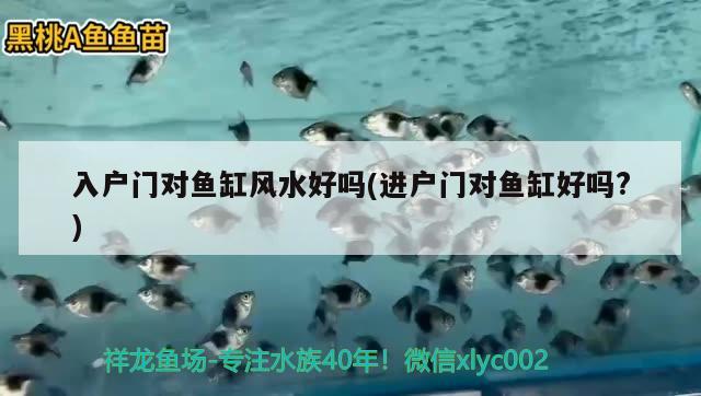 入戶門對魚缸風(fēng)水好嗎(進(jìn)戶門對魚缸好嗎?) 魚缸風(fēng)水