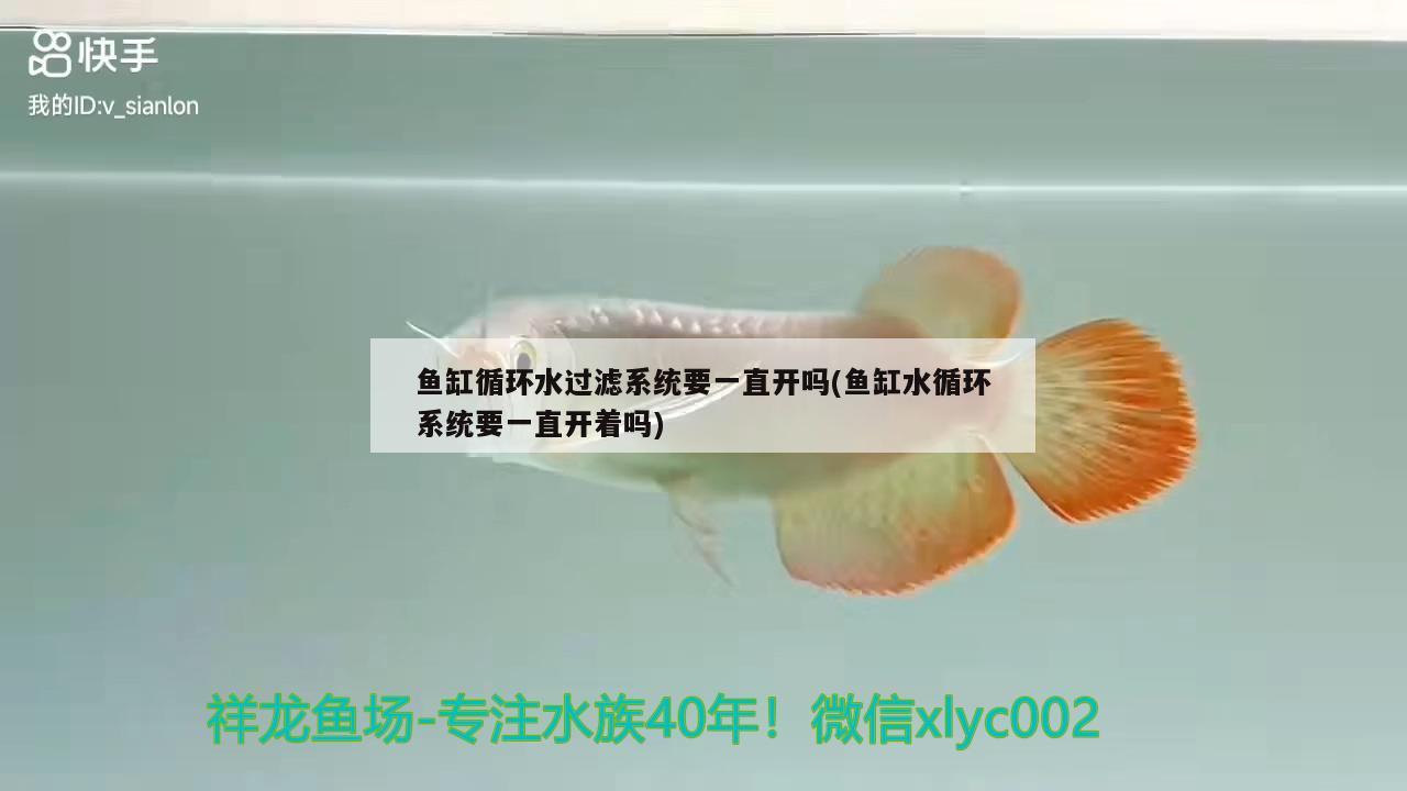 魚(yú)缸循環(huán)水過(guò)濾系統(tǒng)要一直開(kāi)嗎(魚(yú)缸水循環(huán)系統(tǒng)要一直開(kāi)著嗎) 黃金達(dá)摩魚(yú)