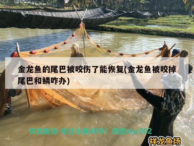 金龍魚的尾巴被咬傷了能恢復(fù)(金龍魚被咬掉尾巴和鱗咋辦) 月光鴨嘴魚