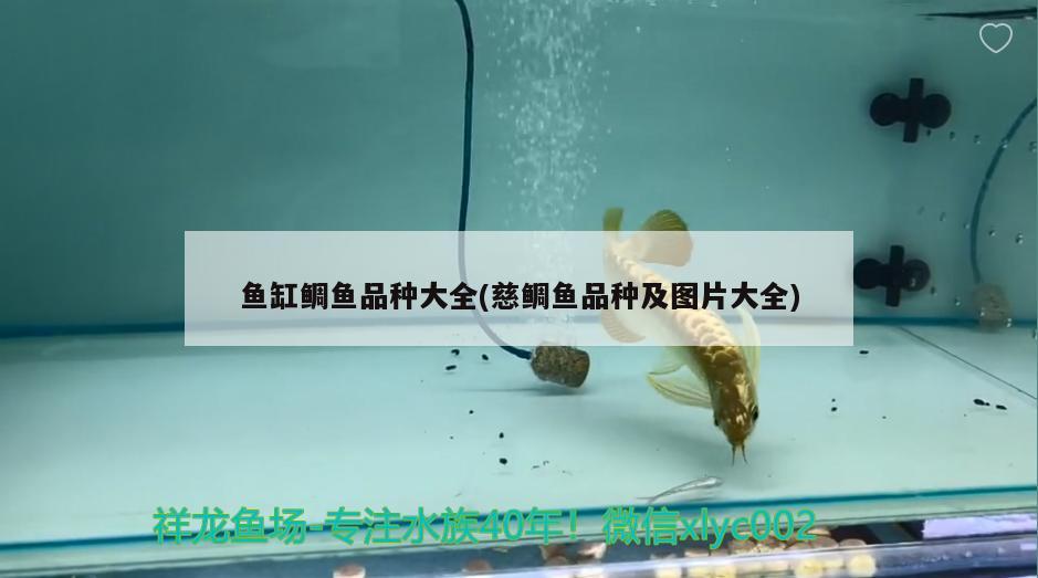 魚缸鯛魚品種大全(慈鯛魚品種及圖片大全) 丹頂錦鯉魚