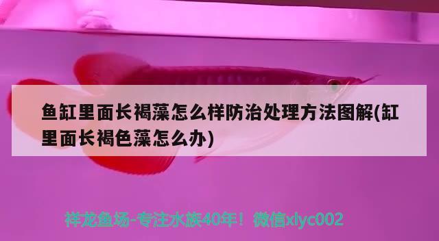 魚缸里面長褐藻怎么樣防治處理方法圖解(缸里面長褐色藻怎么辦) 其它水族用具設(shè)備